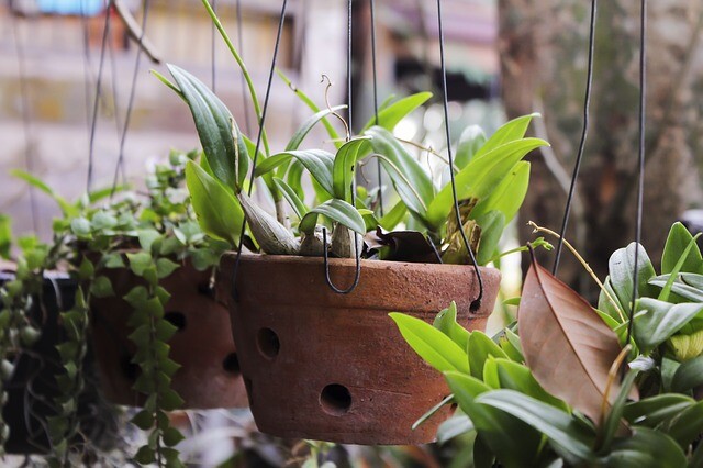 Bring your plants to life with a homemade solution