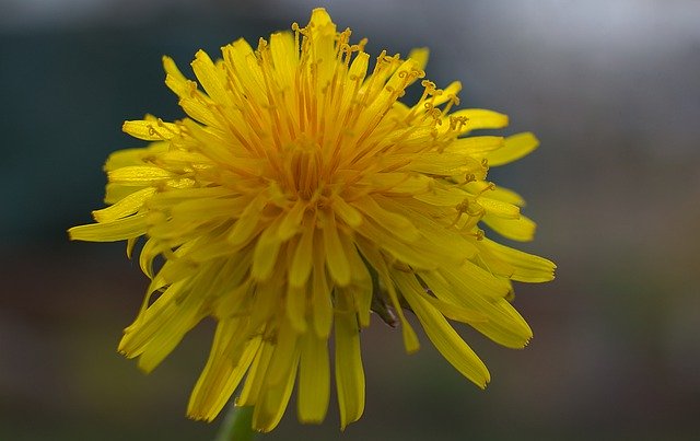 Dandelion, an herb instead of an indelible weed