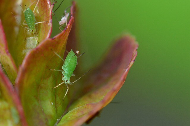 Only of course - the fight against aphids