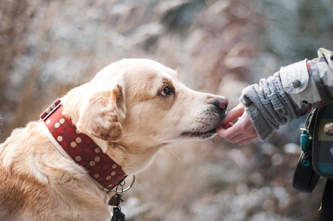The presence of therapeutic dogs reduces pain