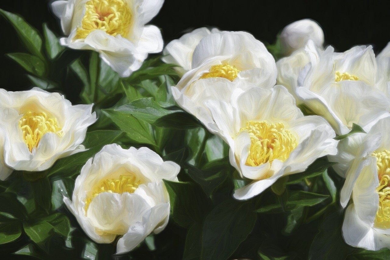 The Bucharest parliament declared the peony the national flower of Romania
