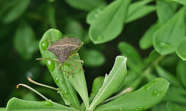 They smell and weep, we fight with the bugs